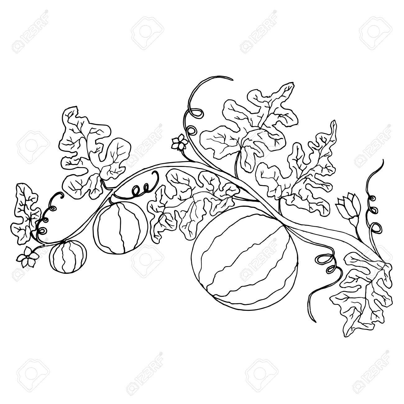 1300x1300 Cartoon Black And White Watermelon In Foliage And Flowers Isolated