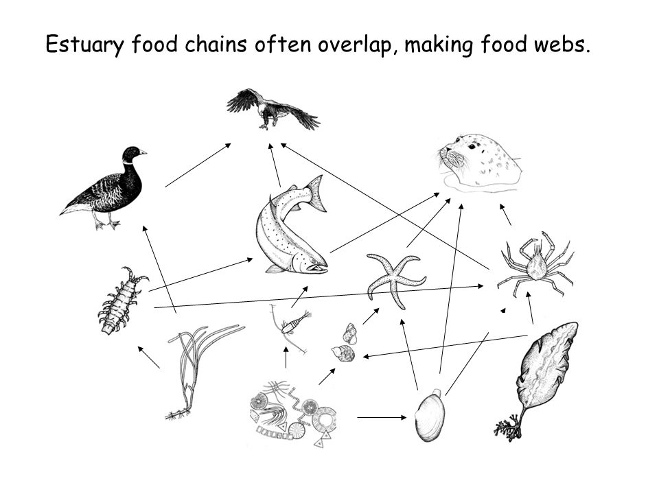 960x720 Food Web Of The Estuary How Do Plants And Animals Of The Estuary