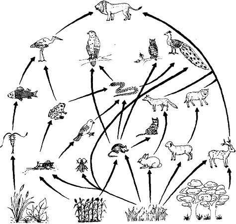 Food Chain Drawing at GetDrawings | Free download