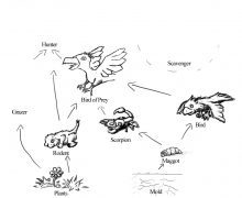 220x180 Food Web Coloring Pages Coloring Page For Kids