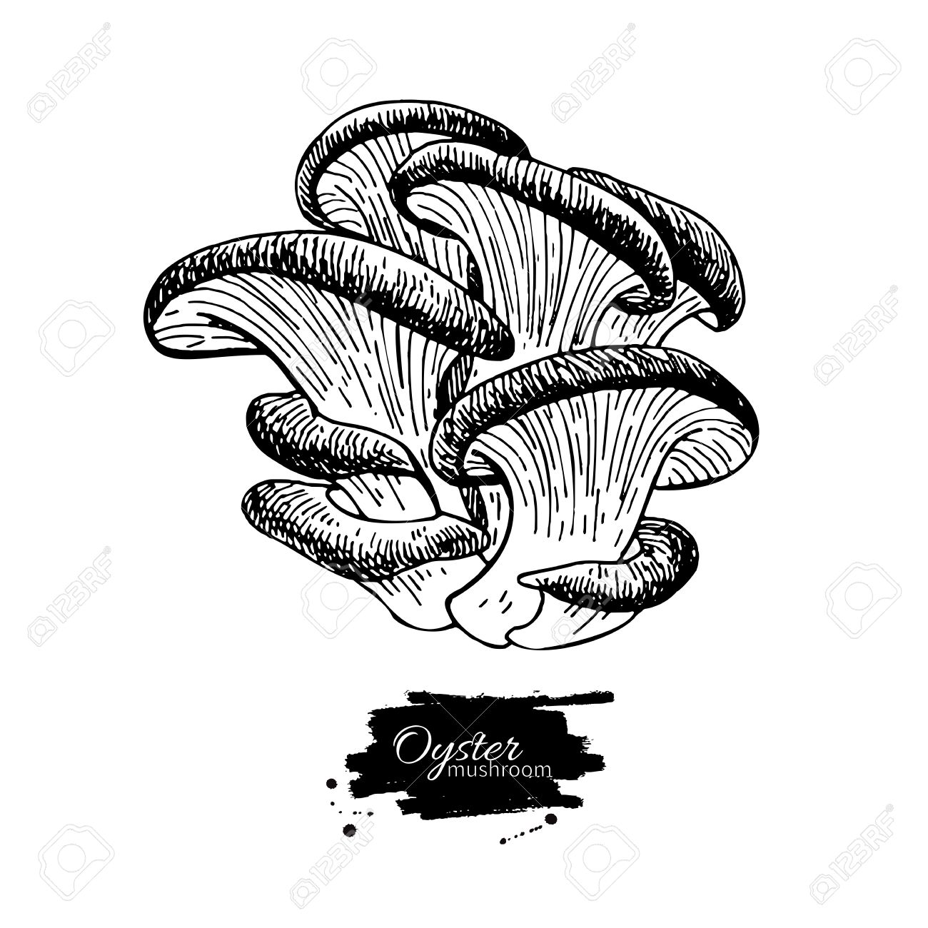 1300x1300 Oyster Mushroom Hand Drawn Vector Illustration. Sketch Food