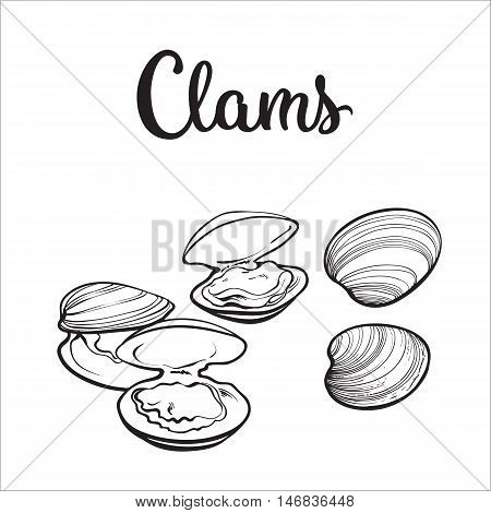 450x470 Clams, Mussels, Seafood, Sketch Vector Amp Photo Bigstock