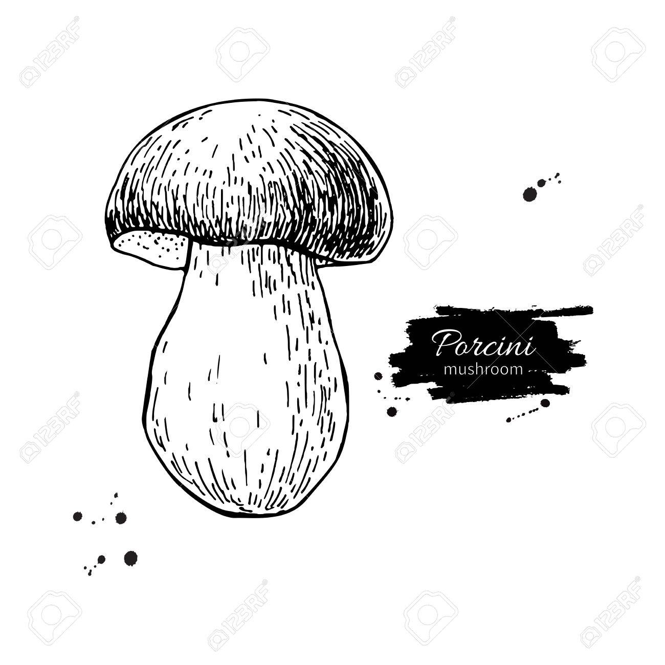 1300x1300 Porcini Mushroom Hand Drawn Vector Illustration. Sketch Food