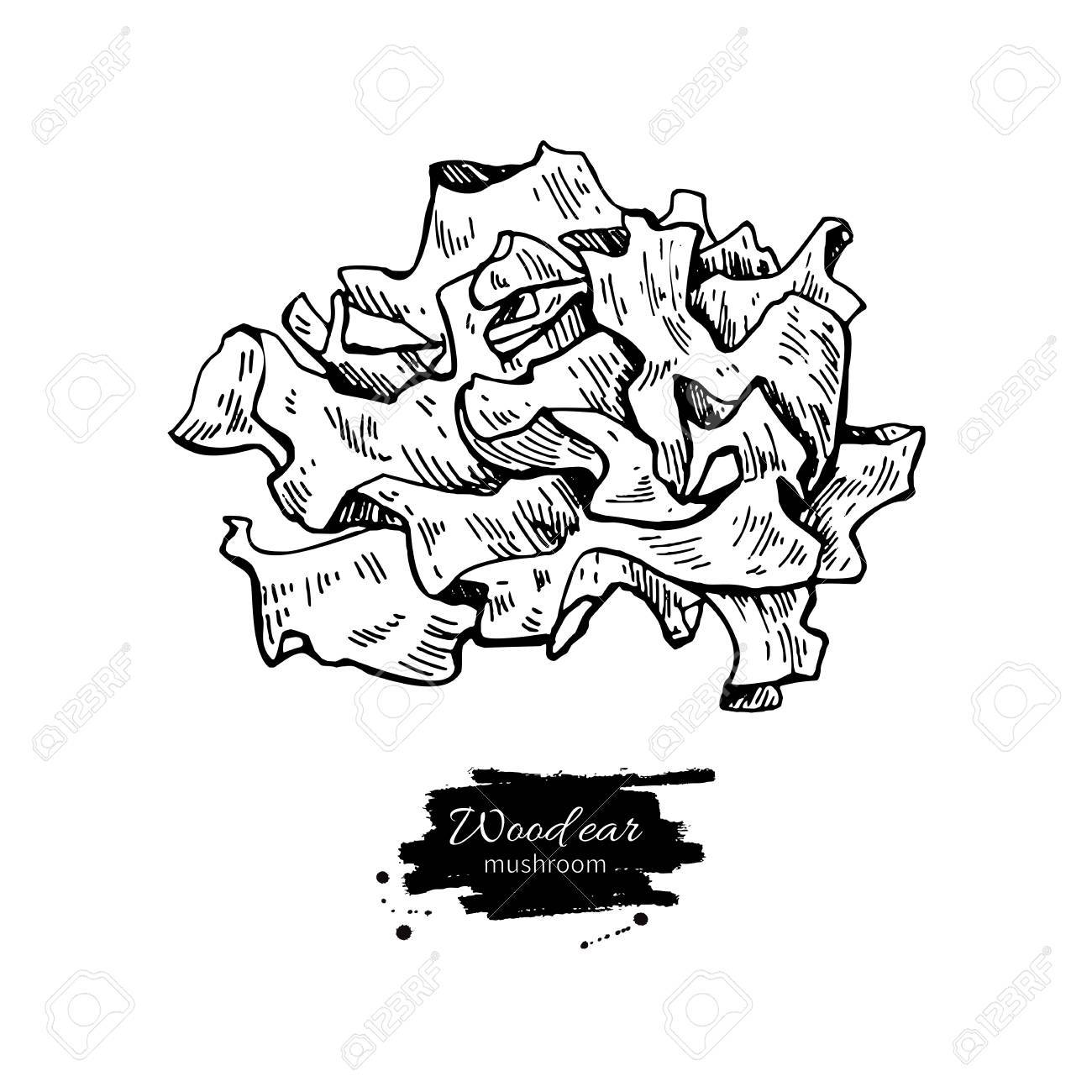1300x1300 Wood Ear Mushroom Hand Drawn Vector Illustration. Sketch Food