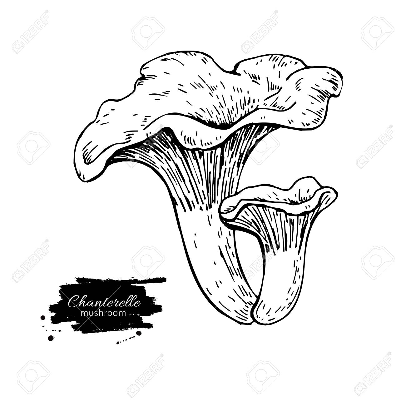 1300x1300 Chanterelle Mushroom Hand Drawn Vector Illustration. Sketch Food