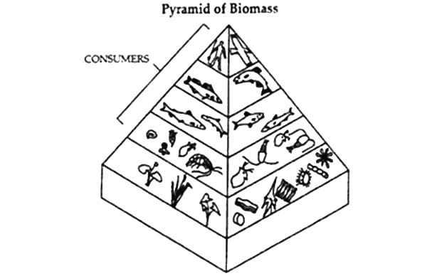 600x388 Food Pyramid Of Biomass Coloring Pages