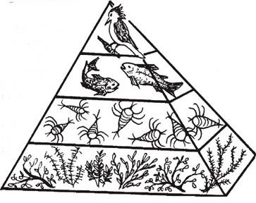 363x288 Pond Food Pyramid