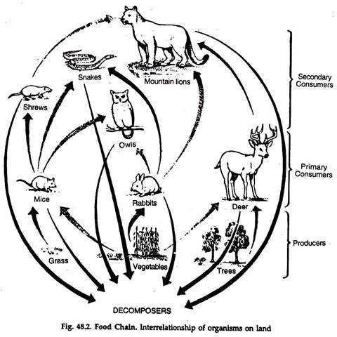 480x480 Food Chains, Food Webs And Trophic Levels Environment