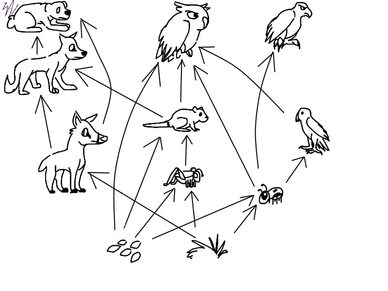 800x600 Food Web By Constintinos