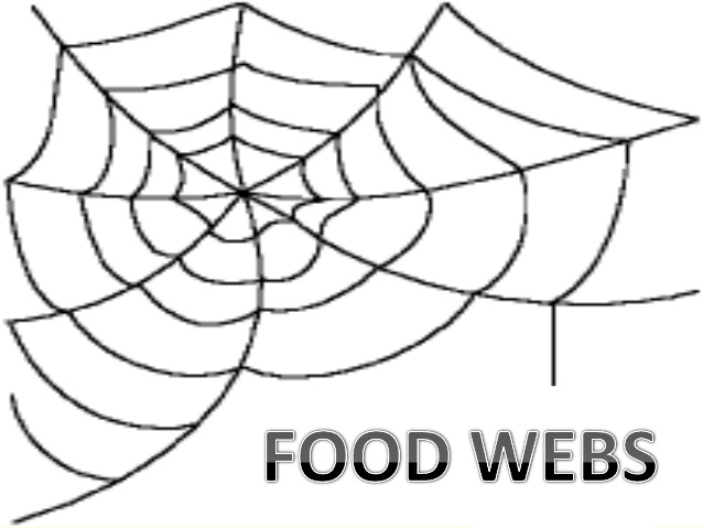 638x479 Food Chain,food Web And Ecological Pyramids