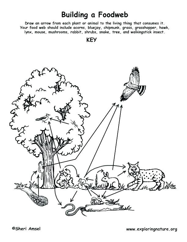 612x792 Animal Habitat Coloring Pages Food Chain Coloring Pages Forest