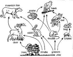 254x199 Science Year 5 Science Worksheets