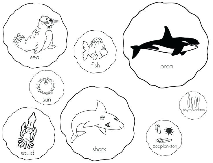 736x564 Clipart Of Food Food Web Food Chain Clipart Images Memocards.co