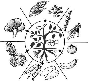 357x330 Setting Up And Running A School Garden