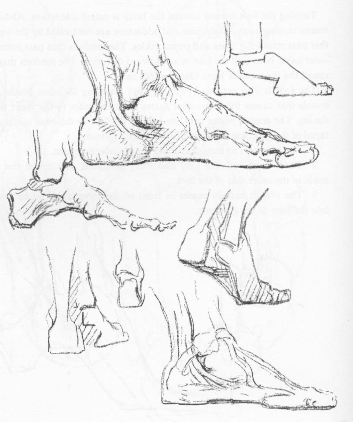 1200x1431 How To Draw The Foot Drawing Feet And The Anatomy Of Them