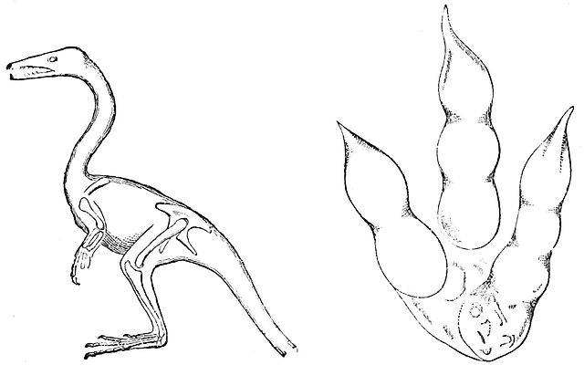 640x400 Filepsm V34 D489 Compsognathus And Footprint Of Brontozoum.jpg