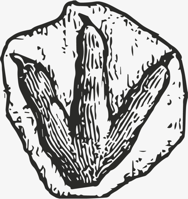 650x689 Footprint Fossil, Dinosaur Footprints, Paws, Dinosaur Paw Print