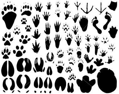 380x299 Animal Footprints