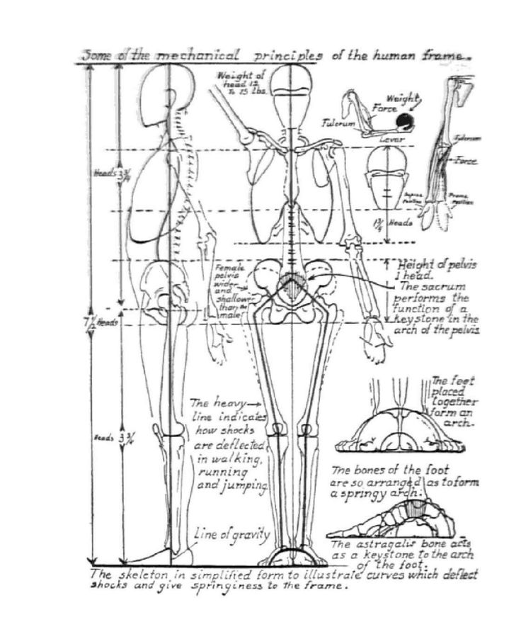 736x871 21 Best Human Proportions Images On Anatomy Reference