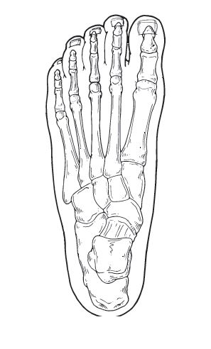 Foot Skeleton Drawing at GetDrawings | Free download