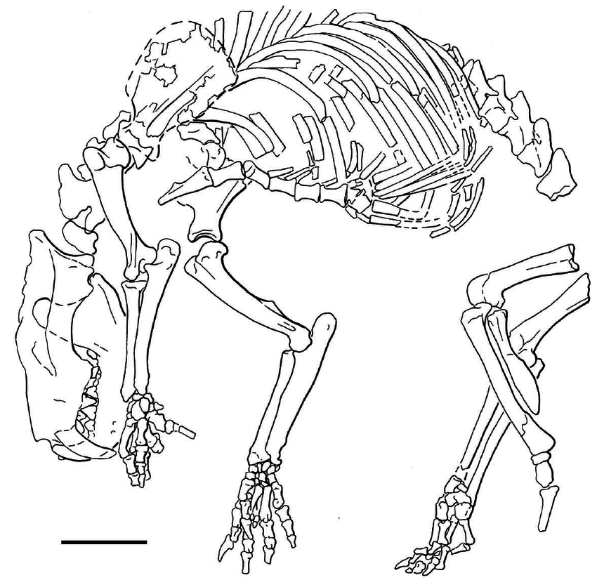 850x826 Outline Drawing Of The Left Side Of The Skeleton Of Callistoe