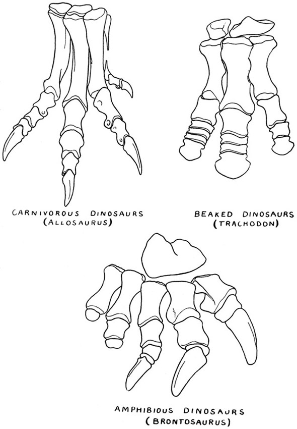 590x850 Possible Dino Foot Fossil