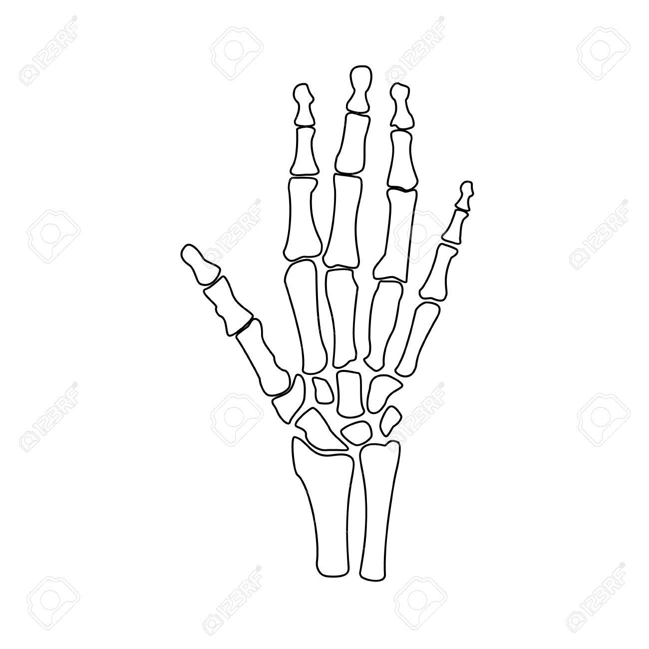 1300x1300 Raster Illustration Hand Bones Outline Drawing. Orthopedic Human