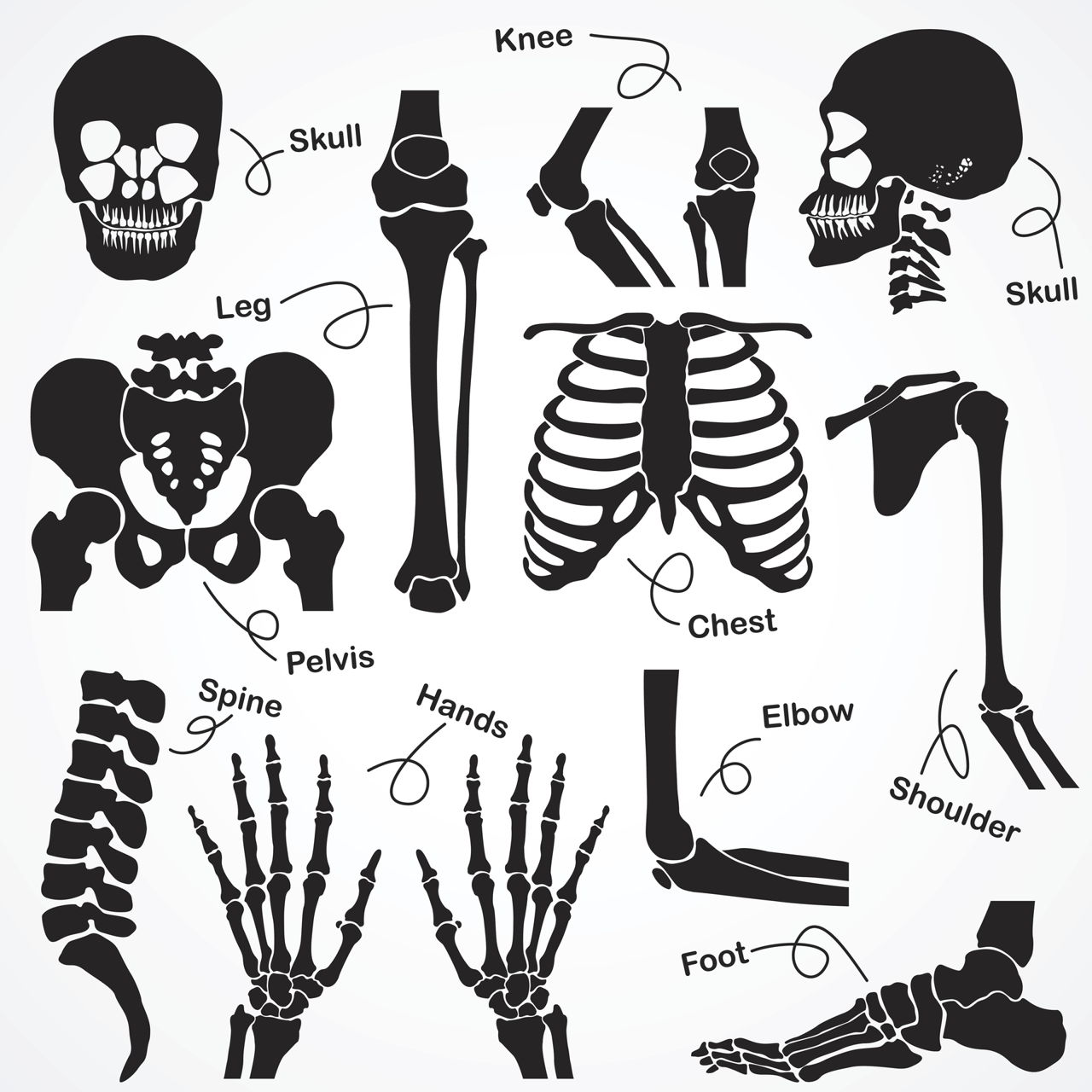 1280x1280 The Human Skeleton All You Need To Know