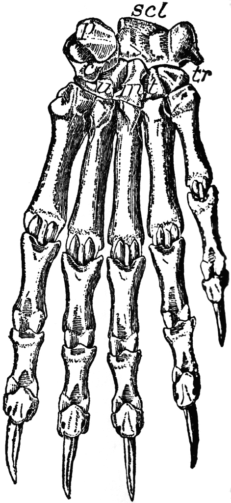 471x1024 Bear Foot Clipart Etc