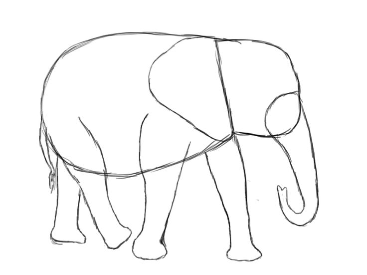 736x551 Photos Line Drawing Of An Elephant,