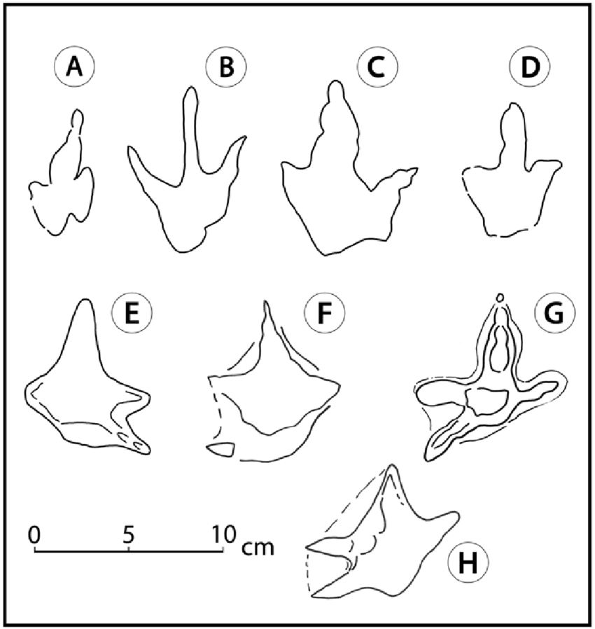850x898 Outline Drawings Of A Selection Of Small Footprints