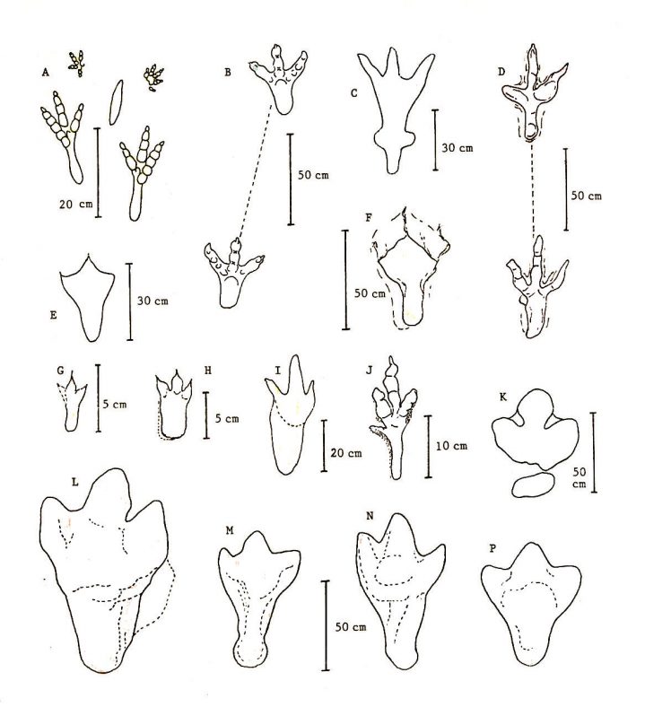 719x798 Animal Tracks Coloring Pages Footprints Colouring Pages Page 3