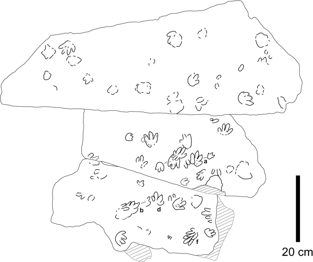 1280x1074 Archosaur Footprints (Cf. Brachychirotherium) With Unusual