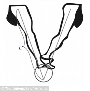 306x308 Stride Gives Us A Longer