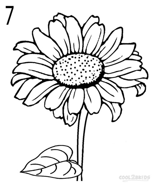 497x600 How To Draw A Sunflower (Step By Step Pictures) Cool2bkids