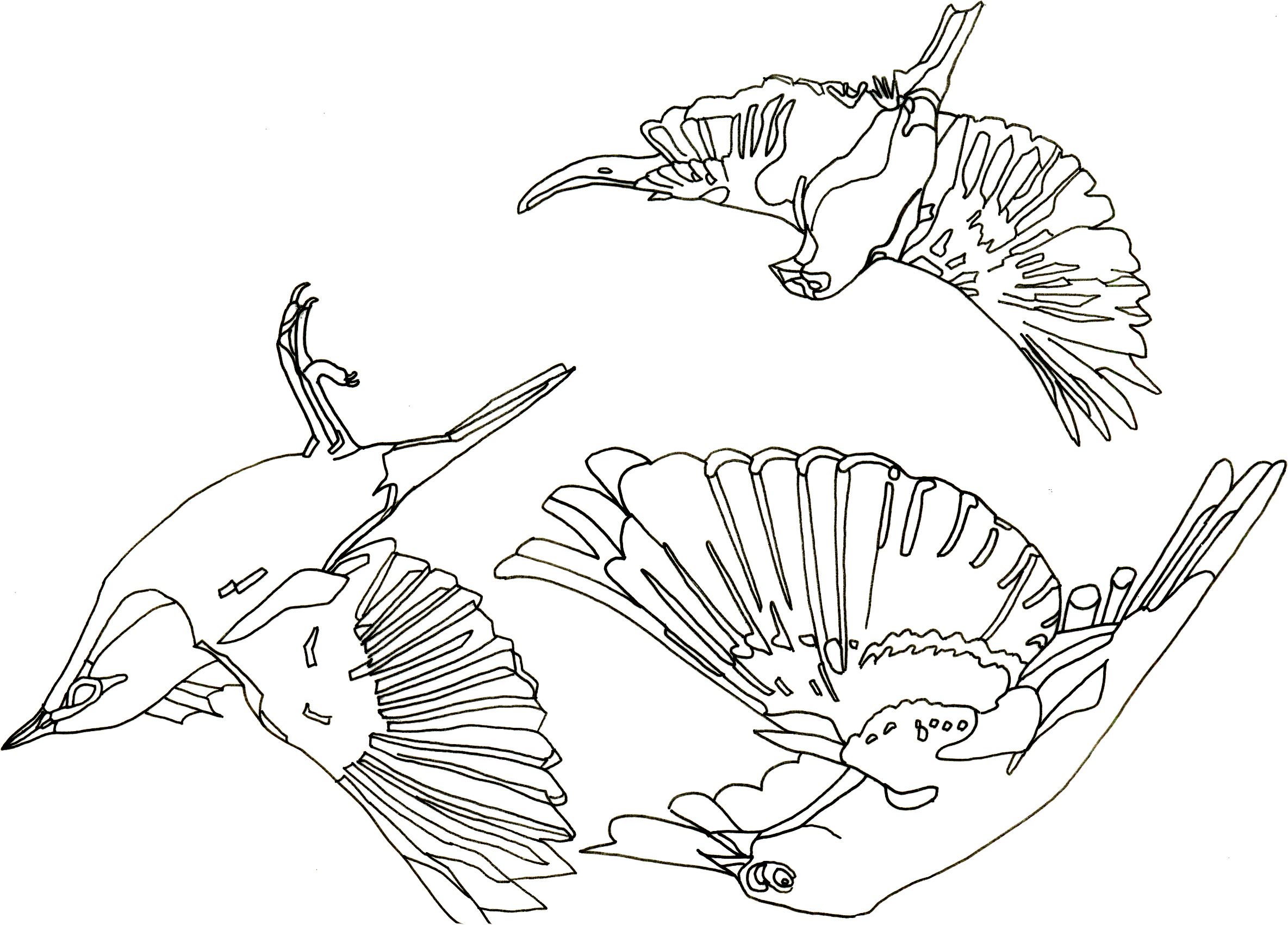 2369x1703 How To Draw A Bird Step By Step Easy With Pictures Bird