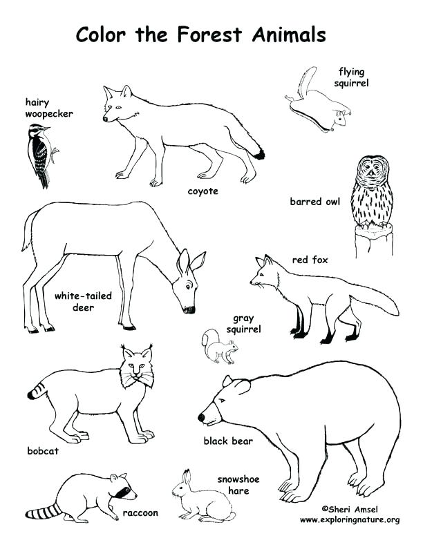 612x792 Awesome Coloring Pages Of Rainforest Animals Kids Rain Forest Page