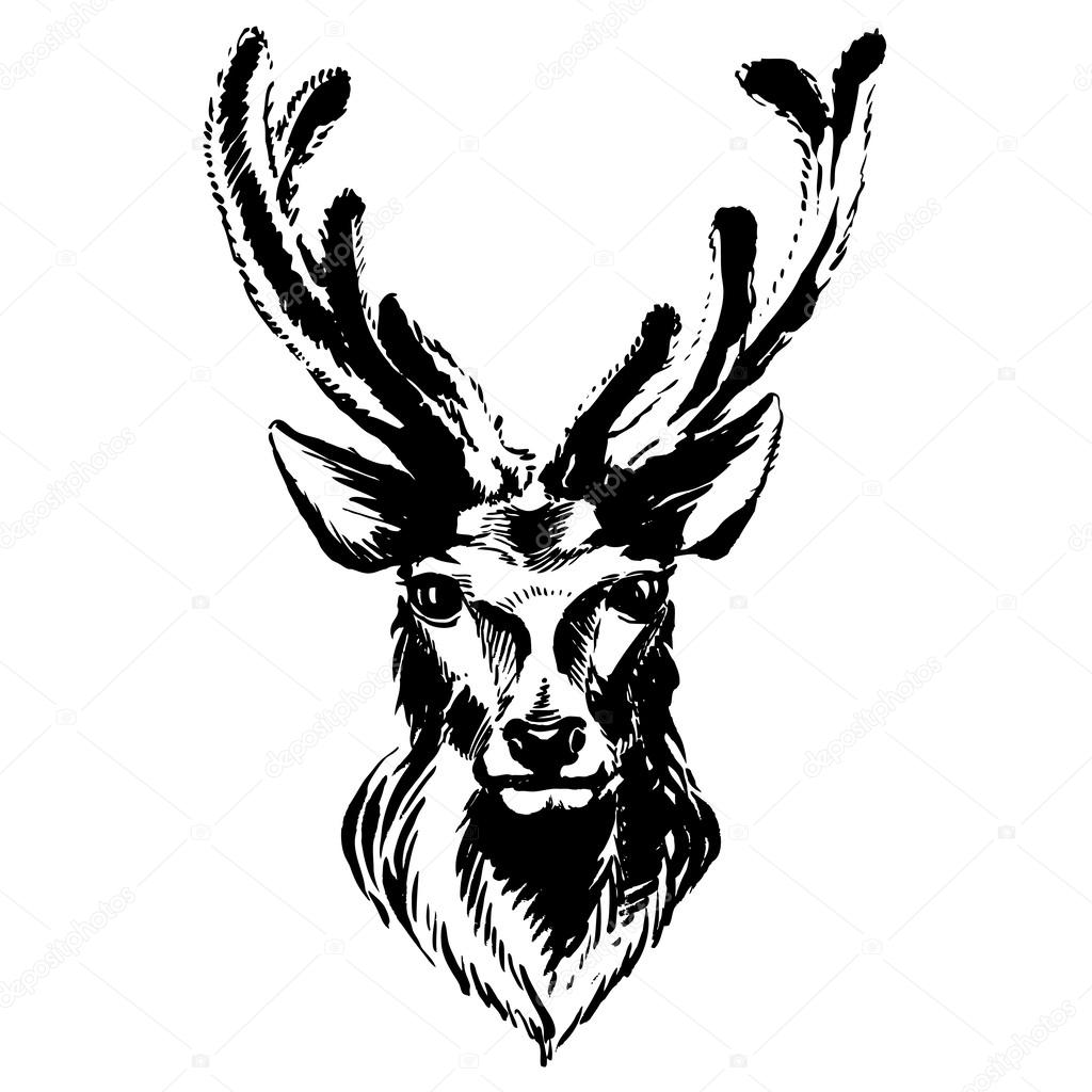 1024x1024 Marker Hand Drawn Forest Animals Deer Stock Vector Svsunny