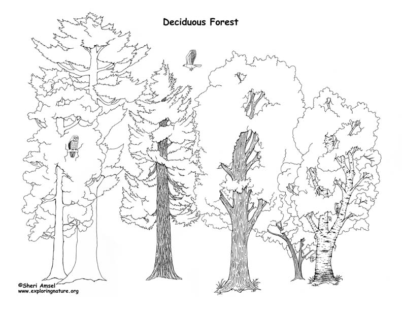 792x612 Forest Diorama