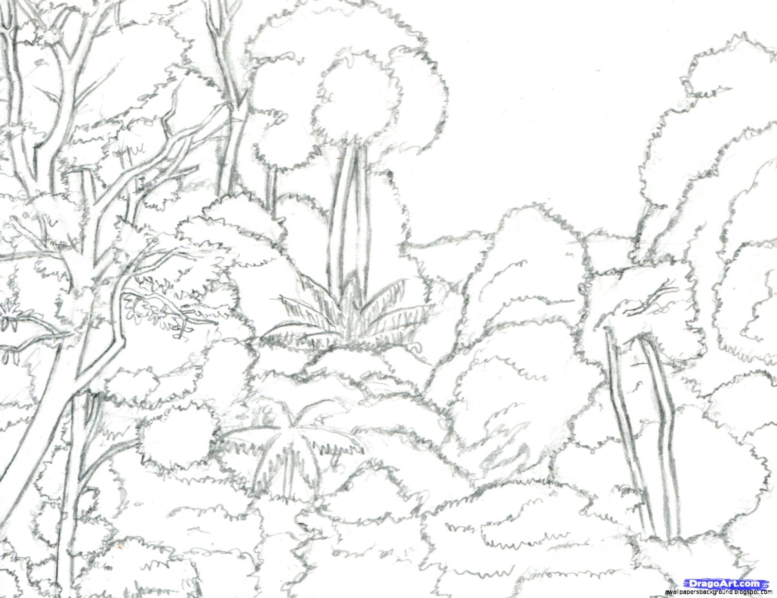 1600x1231 Forest Animals Drawing Wallpapers Background