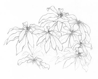 320x256 How To Draw Forest Plants