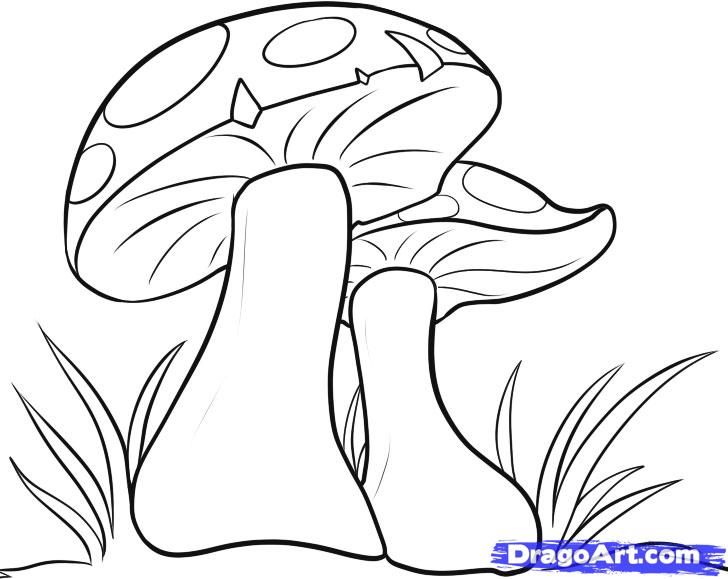 728x579 Drawn Mushroom Pencil Drawing
