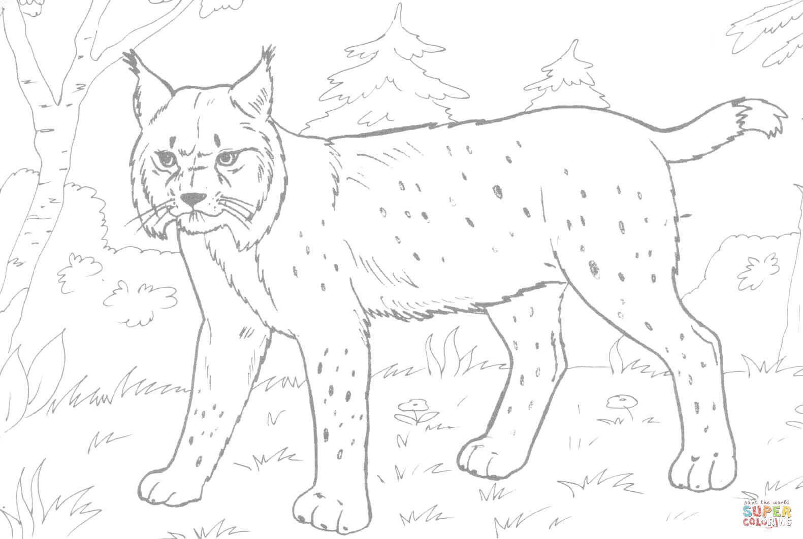 1581x1062 Lynx In The Forest Coloring Page Free Printable Coloring Pages