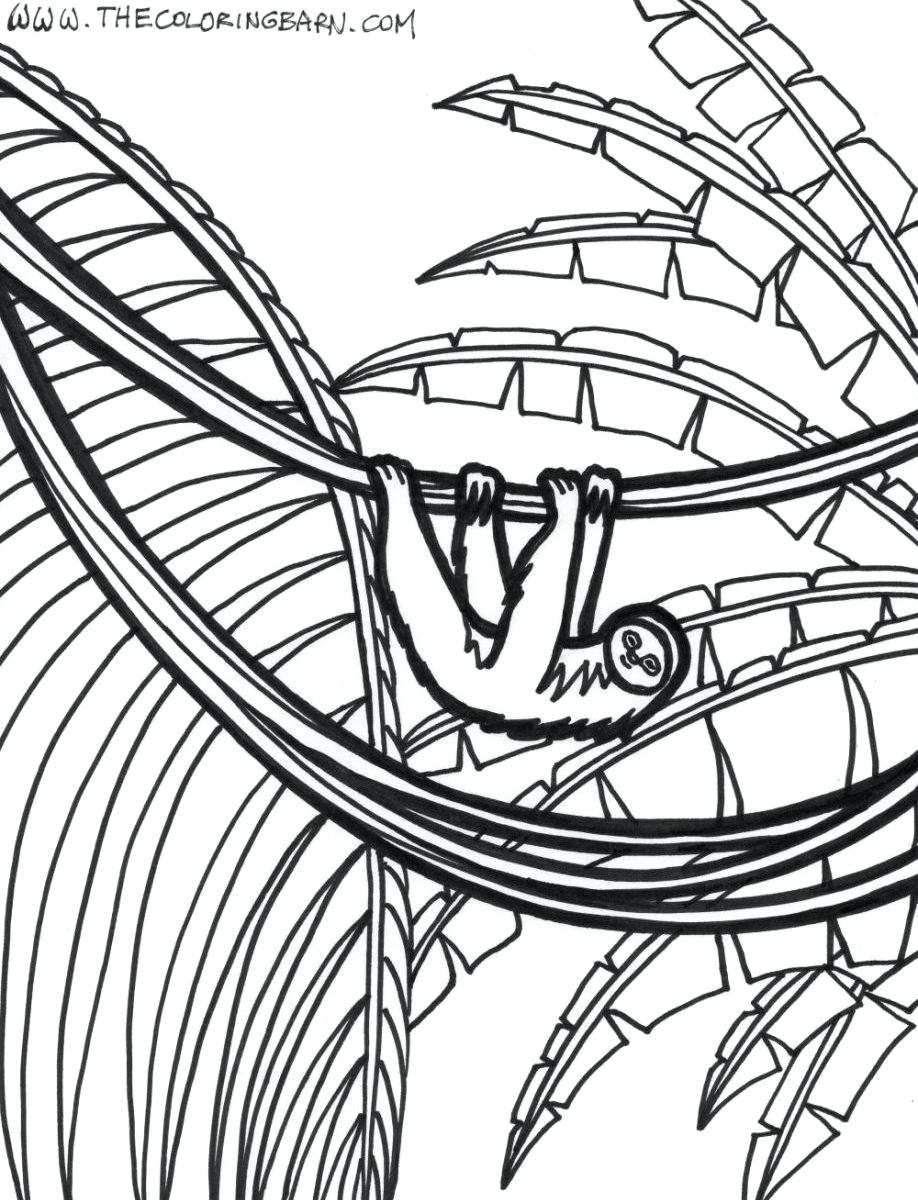918x1200 Coloring Rain Forest Coloring Pages Best Plants Page For Kids