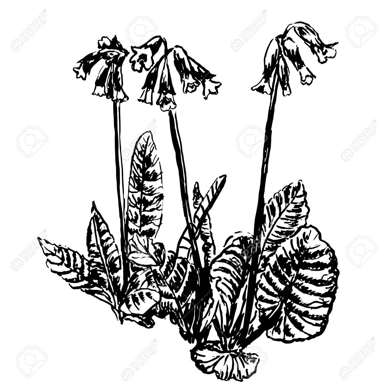 1300x1300 Drawing Forest Primroses First Spring Flowers Sketch Hand Drawn