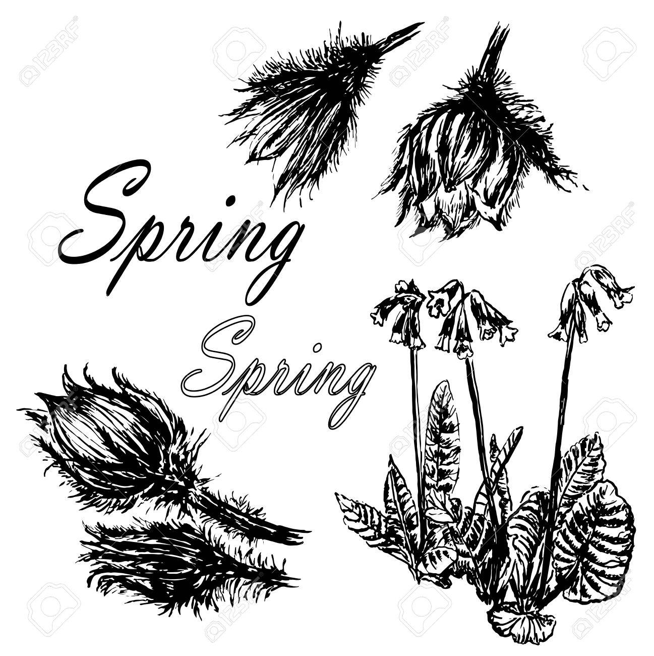 1297x1300 Drawing Set Collection Of Forest Primroses, First Spring Flowers