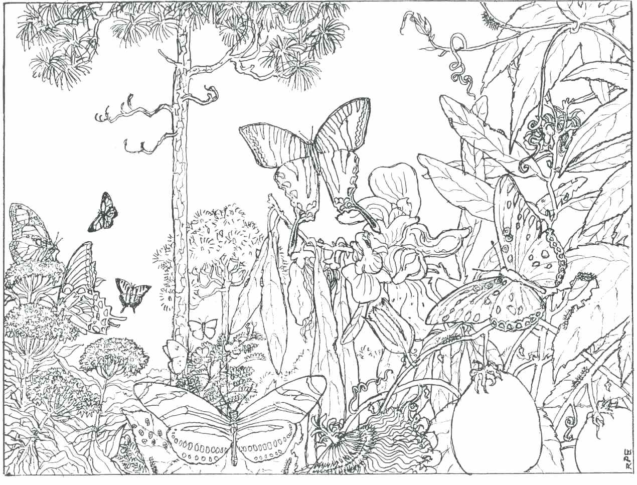 1270x967 Coloring Rainforest Plants Coloring Pages Forest Page About