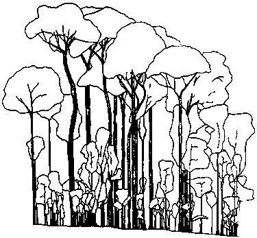 Forest Habitat Drawing at GetDrawings | Free download