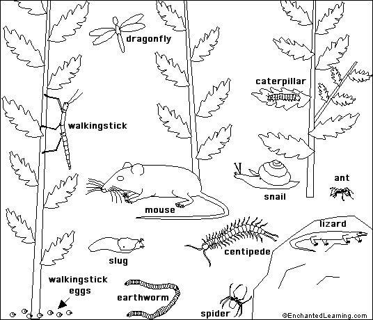 536x460 Forest Underbrush Printout