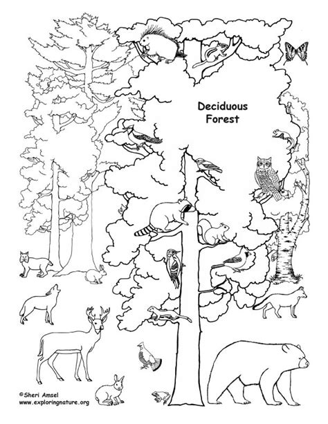 474x613 Moose In The Forest Free Animal Coloring Pages